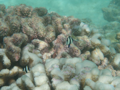 �N���X�}�X��