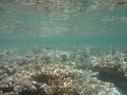 �X�m�[�P�����O