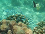 �X�m�[�P�����O