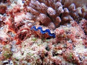 �X�m�[�P�����O